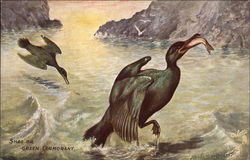 Shag or Green Cormorant Postcard