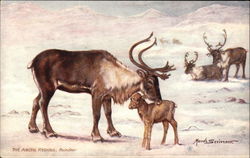 The Arctic Regions, Reindeer Postcard Postcard