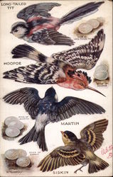 Four Types of Birds and Their Eggs Postcard