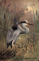 Heron Birds Postcard Postcard