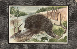 Canada Porcupine Postcard