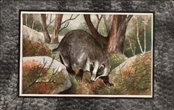 American Badger Postcard