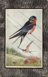 Barn Swallow Postcard