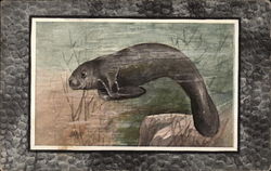 Manatee or Sea Cow Postcard