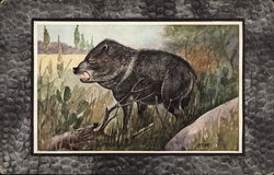 Texas Peccary Postcard