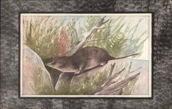 Common Shrew Postcard