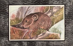 Little Chief Hare or Pika Postcard Postcard