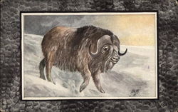 Musk Ox Postcard Postcard