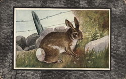 Gray Rabbit or Cottontail Postcard Postcard