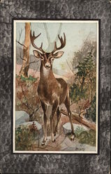 Mule Deer Postcard