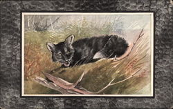 Black Fox Postcard Postcard