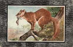 American Sable or Marten Postcard Postcard