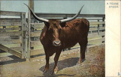 A Texas Steer Cows & Cattle Postcard Postcard