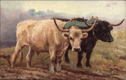 Sussex Oxen Cows & Cattle Postcard Postcard