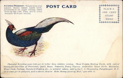 Swinehoe Pheasant Birds Postcard Postcard