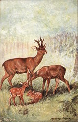 Roe Deer in the Woods Postcard