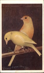 Two Yellow Canarys Birds Postcard Postcard