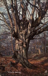 Oil Painting of Trees Known as Burnham Beeches Tuck's Oilette Series Postcard Postcard