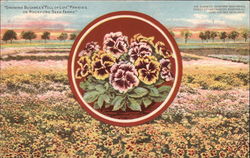 Growing Buckbee's "Full of Life" Pansies on Rockford Seed Farms Postcard