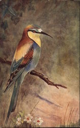 Bee-Eater (Merops apiaster) Birds Postcard Postcard