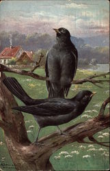 Two Black Birds on a Branch Postcard Postcard