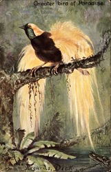 Greater Bird of Paradise Postcard