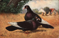 Two Black Pigeons in a Field Birds Postcard Postcard