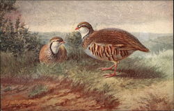 Red-Legged Partridges Birds Postcard Postcard