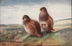 Partridges Birds Postcard Postcard