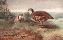 Red-Legged Partridges Postcard