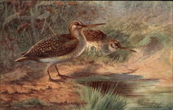 Jack Snipe Birds Postcard Postcard