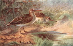 Jack Snipe Birds Postcard Postcard