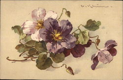 Purple Clematis C. Klein Postcard Postcard