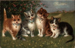 Four Cats in a Field Postcard