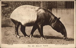 Malay Tapir Postcard Postcard