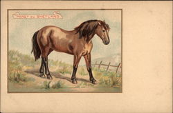 Poney du Shetland Horses Postcard Postcard