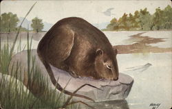 Muskrat on a Rock by a River Postcard Postcard