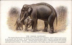 The Indian Elephant Elephants Postcard Postcard