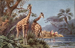 Giraffes Postcard