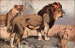 Lion and Lioness Lions Postcard Postcard