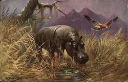 Hippopotamus Postcard Postcard