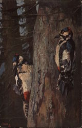 Woodpeckers, Birds of Plumage Series Postcard