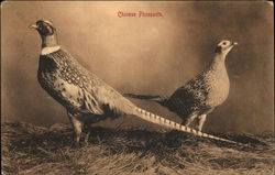 Chinese Pheasants Birds Postcard Postcard