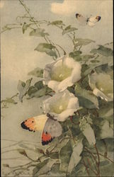 Two Butterflies on White Flowers C. Klein Postcard Postcard