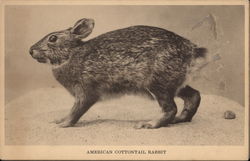 American Cottontail Rabbit Postcard