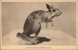 South African Jumping Hare Postcard