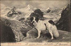 St. Bernard in Mountain Scene Postcard