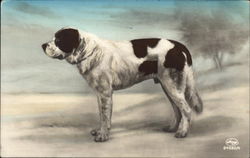 Black and White Dog Saint Bernards Postcard Postcard