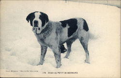 Small St. Bernard in the Snow Postcard