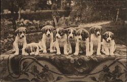 Eight St. Bernard Puppies Postcard